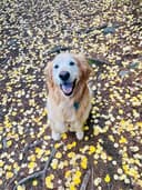 Milton the dog