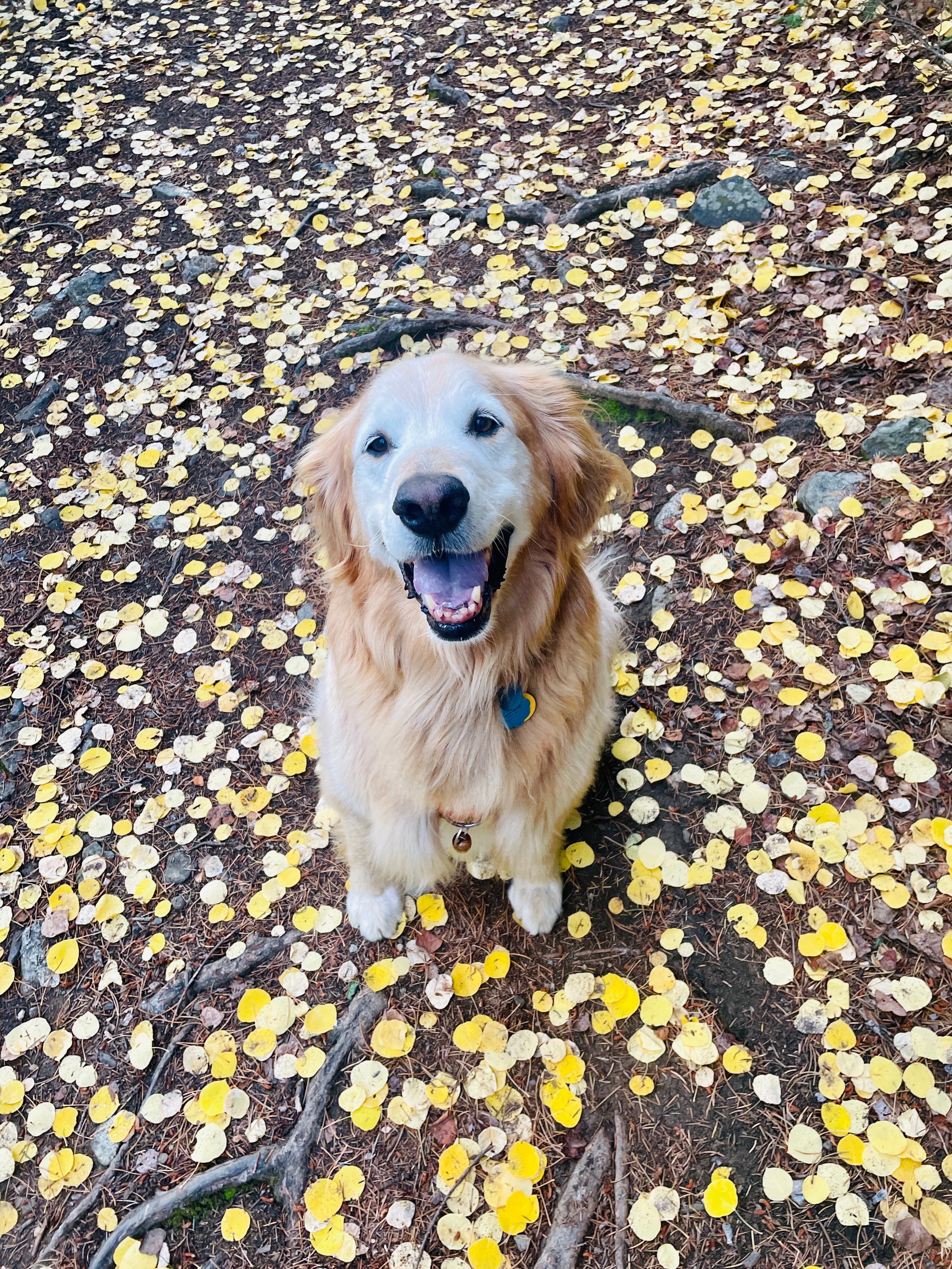 Milton the golden retriever